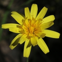 Microseris walteri at Chiltern, VIC - 30 Oct 2021