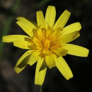 Microseris walteri at Chiltern, VIC - 30 Oct 2021 09:37 AM