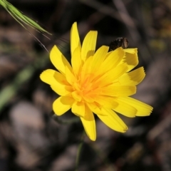 Microseris walteri at Chiltern, VIC - 30 Oct 2021