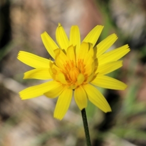 Microseris walteri at Chiltern, VIC - 30 Oct 2021