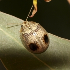 Paropsisterna minerva at Molonglo Valley, ACT - 31 Oct 2021 by AlisonMilton