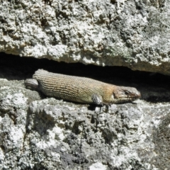 Egernia cunninghami (Cunningham's Skink) at Namadgi National Park - 29 Oct 2021 by KMcCue