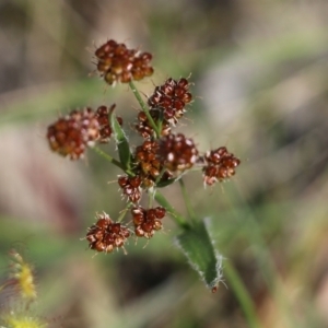 Luzula sp. at Chiltern, VIC - 30 Oct 2021