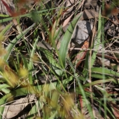 Luzula sp. at Chiltern, VIC - 30 Oct 2021 09:38 AM