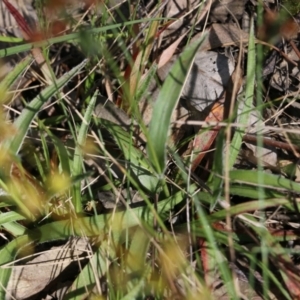 Luzula sp. at Chiltern, VIC - 30 Oct 2021