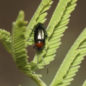 Adoxia benallae at Molonglo Valley, ACT - 31 Oct 2021