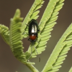 Adoxia benallae (Leaf beetle) at Molonglo Valley, ACT - 31 Oct 2021 by AlisonMilton