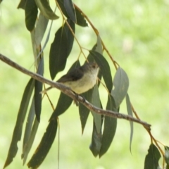 Acanthiza reguloides (Buff-rumped Thornbill) at Namadgi National Park - 30 Oct 2021 by KMcCue