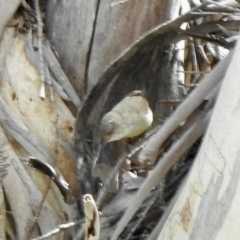 Acanthiza reguloides at Rendezvous Creek, ACT - 30 Oct 2021