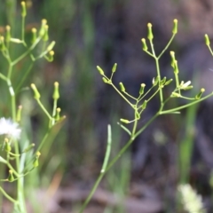 Senecio sp. at Chiltern, VIC - 30 Oct 2021 by KylieWaldon