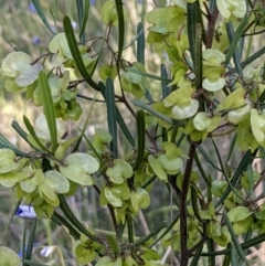 Dodonaea viscosa at Watson, ACT - 31 Oct 2021