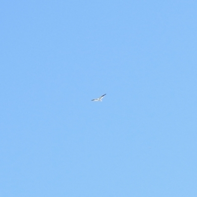 Elanus axillaris (Black-shouldered Kite) at Stromlo, ACT - 31 Oct 2021 by KMcCue
