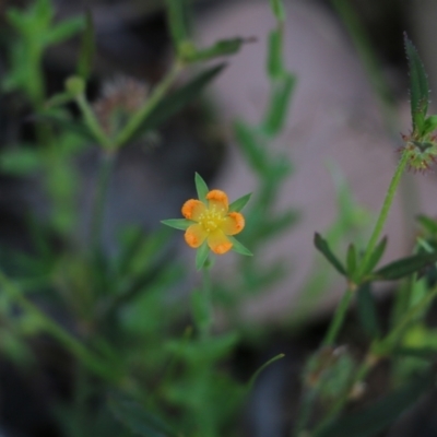 Hypericum gramineum at Chiltern, VIC - 30 Oct 2021 by KylieWaldon