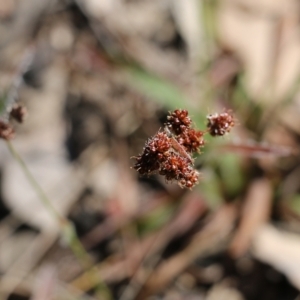 Luzula sp. at Chiltern, VIC - 30 Oct 2021