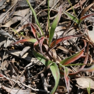 Luzula sp. at Chiltern, VIC - 30 Oct 2021 09:39 AM