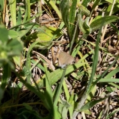 Zizina otis (Common Grass-Blue) at Stromlo, ACT - 31 Oct 2021 by KMcCue