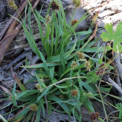 Unidentified Rush, Sedge or Mat Rush at Chiltern, VIC - 29 Oct 2021 by KylieWaldon