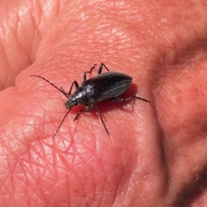 Homotrysis cisteloides at Stromlo, ACT - 31 Oct 2021