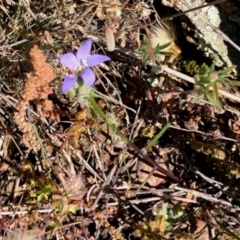 Wahlenbergia sp. (Bluebell) at Stromlo, ACT - 31 Oct 2021 by KMcCue