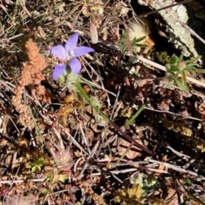Wahlenbergia sp. at Stromlo, ACT - 31 Oct 2021