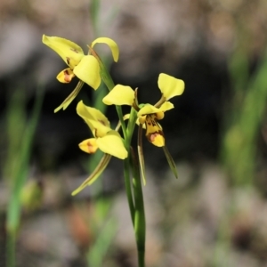 Diuris sulphurea at Chiltern, VIC - suppressed