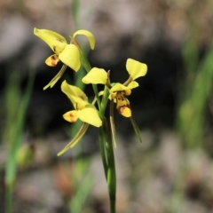 Diuris sulphurea (Tiger orchid) at Chiltern, VIC - 29 Oct 2021 by KylieWaldon