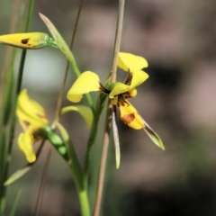 Diuris sulphurea at Chiltern, VIC - suppressed