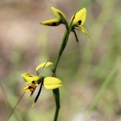 Diuris sulphurea at Chiltern, VIC - suppressed