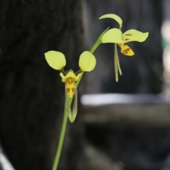 Diuris sulphurea at Chiltern, VIC - suppressed