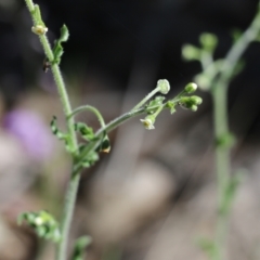 Unidentified Other Wildflower or Herb at Chiltern, VIC - 29 Oct 2021 by KylieWaldon