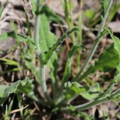 Hackelia suaveolens at Chiltern, VIC - 30 Oct 2021 09:41 AM