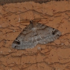 Syneora hemeropa (Ring-tipped Bark Moth) at Wanniassa, ACT - 31 Oct 2021 by JohnBundock