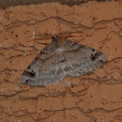 Syneora hemeropa (Ring-tipped Bark Moth) at Wanniassa, ACT - 31 Oct 2021 by JohnBundock