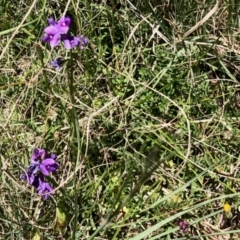 Swainsona sp. at Stony Creek - 31 Oct 2021 by KMcCue