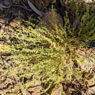 Galium gaudichaudii subsp. gaudichaudii (Rough Bedstraw) at Mount Majura - 31 Oct 2021 by abread111