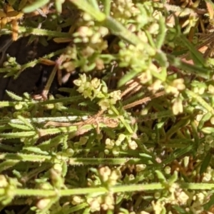 Galium gaudichaudii subsp. gaudichaudii at Watson, ACT - 31 Oct 2021