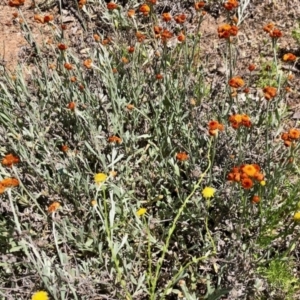 Chrysocephalum apiculatum at Stromlo, ACT - suppressed