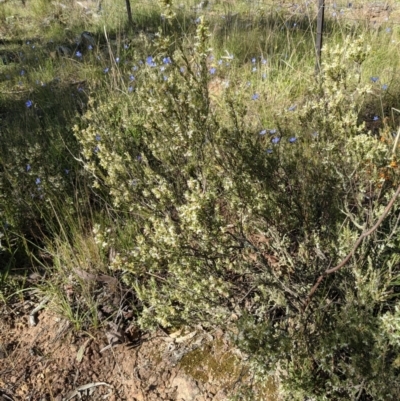 Brachyloma daphnoides (Daphne Heath) at Mount Majura - 31 Oct 2021 by abread111