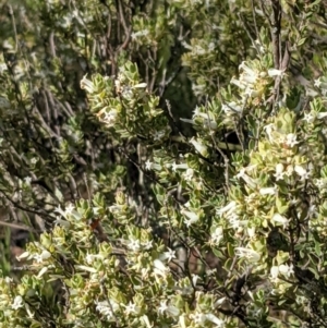 Brachyloma daphnoides at Watson, ACT - 31 Oct 2021