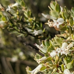 Brachyloma daphnoides at Watson, ACT - 31 Oct 2021