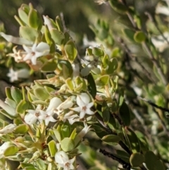 Brachyloma daphnoides at Watson, ACT - 31 Oct 2021