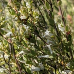 Brachyloma daphnoides at Watson, ACT - 31 Oct 2021