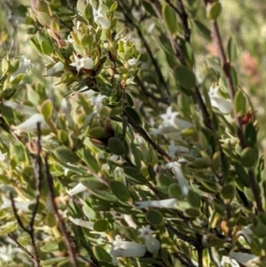 Brachyloma daphnoides at Watson, ACT - 31 Oct 2021