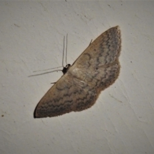 Scopula optivata at Wanniassa, ACT - 31 Oct 2021 09:30 PM