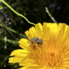 Lasioglossum (Chilalictus) sp. (genus & subgenus) (Halictid bee) at Murrumbateman, NSW - 31 Oct 2021 by SimoneC