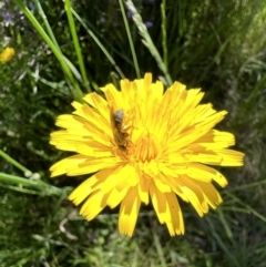 Lasioglossum (Chilalictus) sp. (genus & subgenus) at Murrumbateman, NSW - 31 Oct 2021 03:51 PM