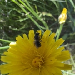 Lasioglossum (Chilalictus) sp. (genus & subgenus) at Murrumbateman, NSW - 31 Oct 2021 03:51 PM