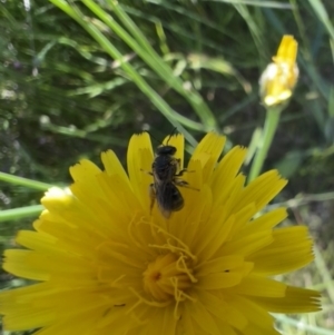 Lasioglossum (Chilalictus) sp. (genus & subgenus) at Murrumbateman, NSW - 31 Oct 2021 03:51 PM