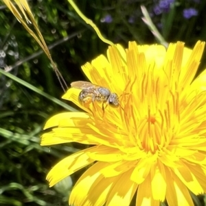 Lasioglossum (Chilalictus) sp. (genus & subgenus) at Murrumbateman, NSW - 31 Oct 2021 03:51 PM