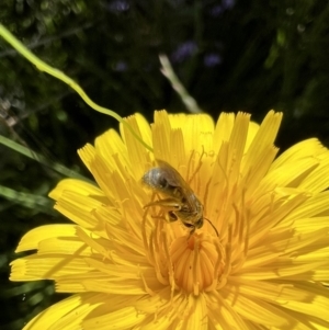 Lasioglossum (Chilalictus) sp. (genus & subgenus) at Murrumbateman, NSW - 31 Oct 2021 03:51 PM